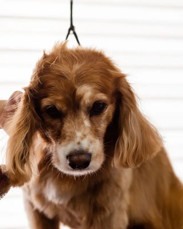 Anjing cocker spaniel berbulu cokelat di meja grooming