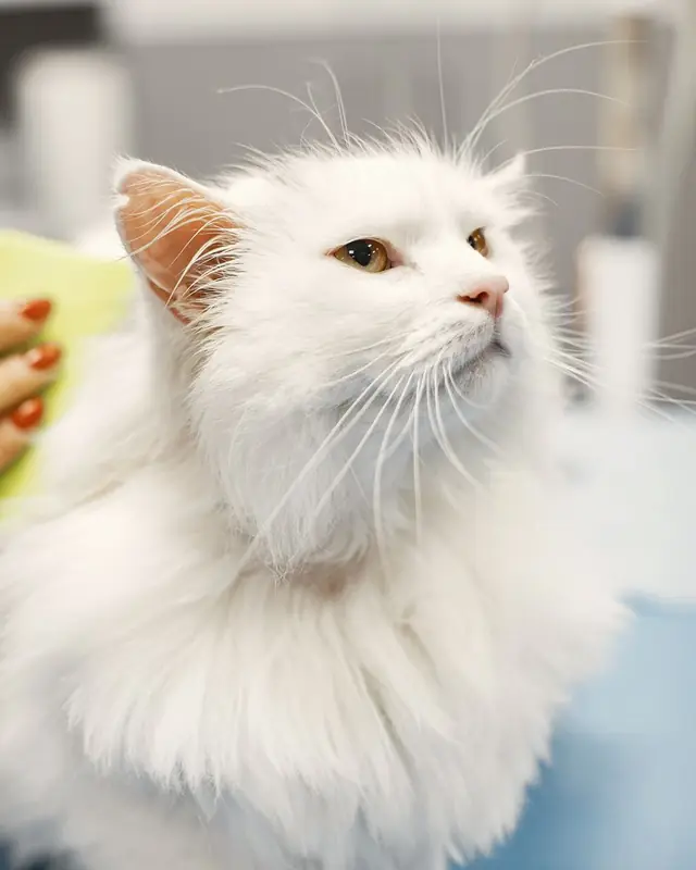 Kucing putih berbulu panjang sedang disisir setelah mandi