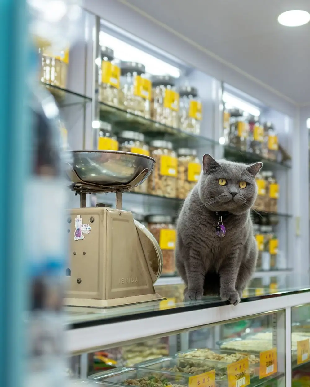 Kucing abu-abu duduk di meja kasir sebuah pet shop, rak makanan di belakangnya