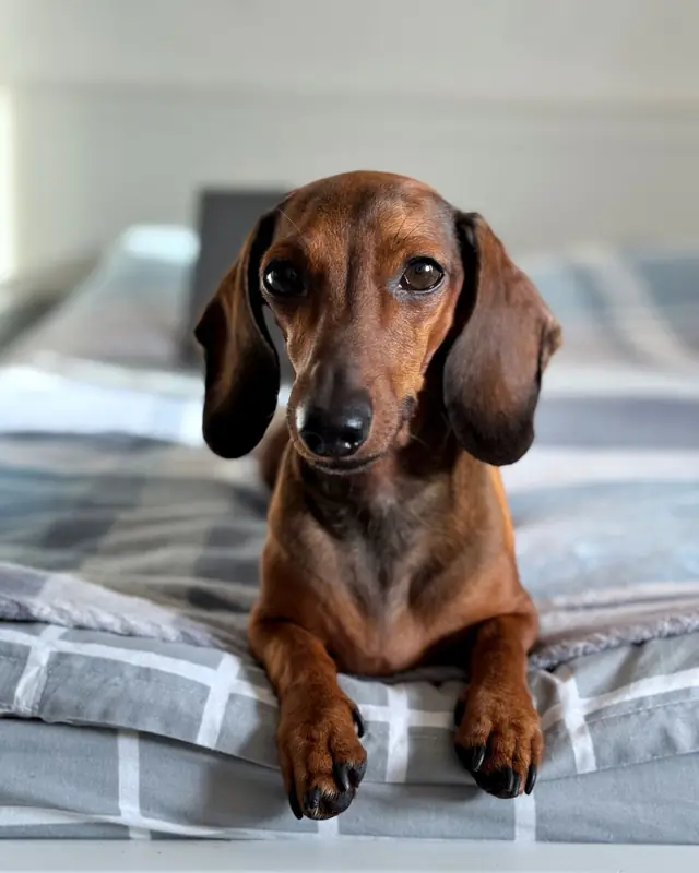 Anjing dachshund berbaring santai di atas kasur