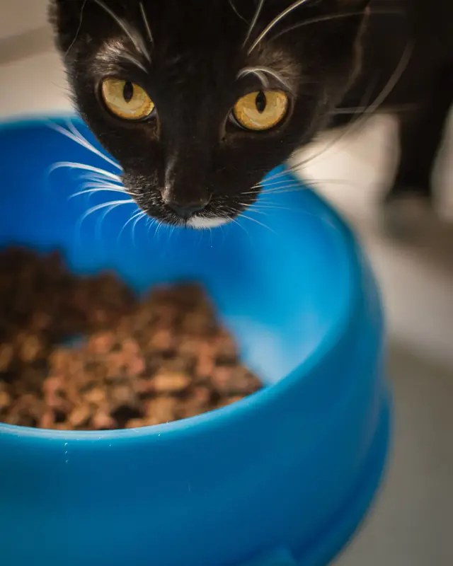 Kucing hitam menengok ke mangkuk berisi makanan kering
