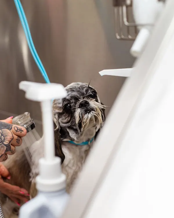Shih Tzu standing in a stainless grooming tub while a groomer rinses it