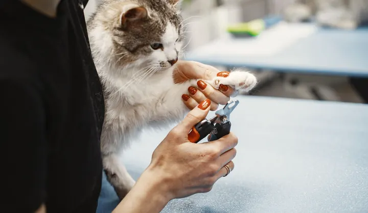 Tabby and white cat holding still for a nail trim on a grooming table
