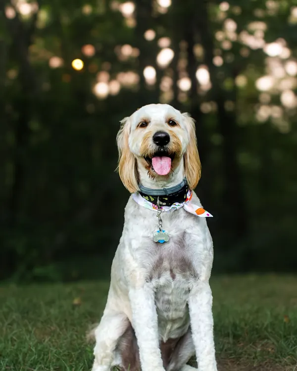 Freshly groomed cream doodle with a short trim and a patterned bandana, sitting on a lawn