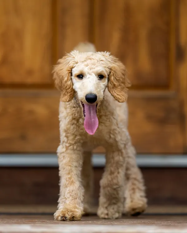 Freshly groomed cream-colored doodle standing on a front porch by a wooden door