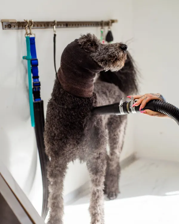 Curly gray poodle wearing a towel snood while being blow-dried