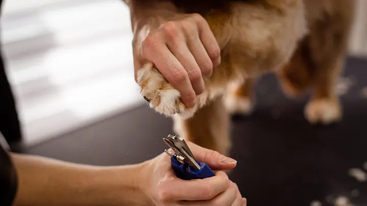 Groomer holding a golden dog's paw while trimming its nails