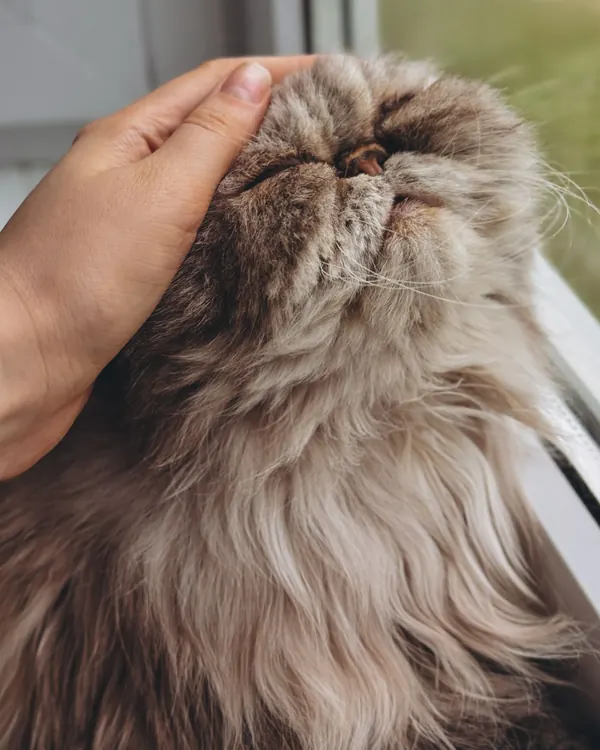 Long-haired Persian cat with eyes closed, enjoying a gentle chin rub