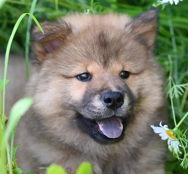 Fluffy tan puppy with its mouth open, sitting in tall grass
