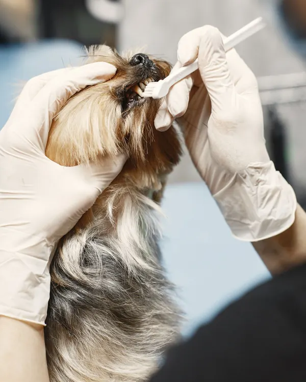 Gloved hands brushing a small Yorkshire terrier's teeth