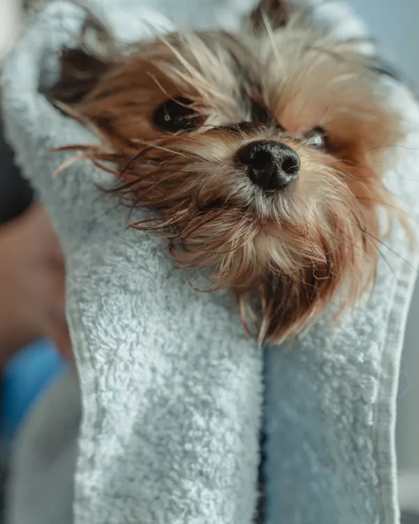 Small wet Yorkshire terrier wrapped in a light blue towel after a bath