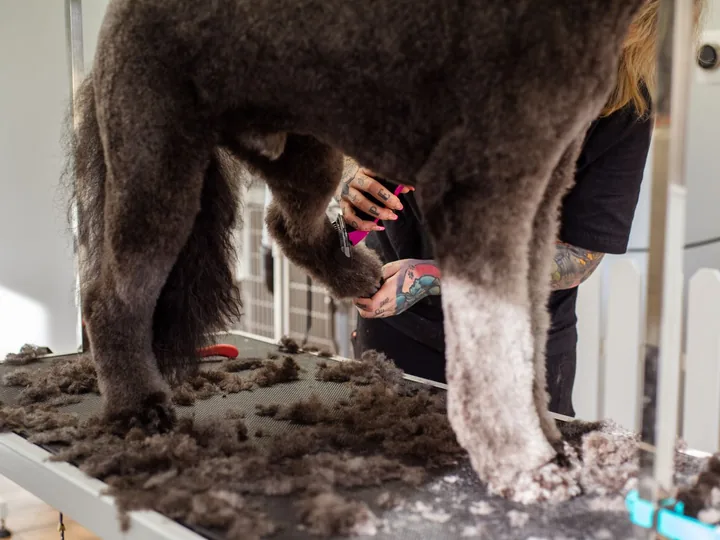 Clumps of brushed-out fur on a grooming table beside a freshly clipped poodle