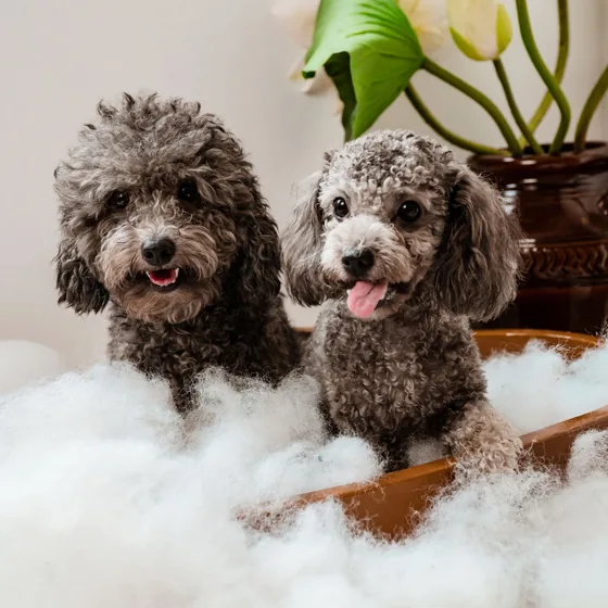 Two grey poodles smiling in a tub full of bubbles