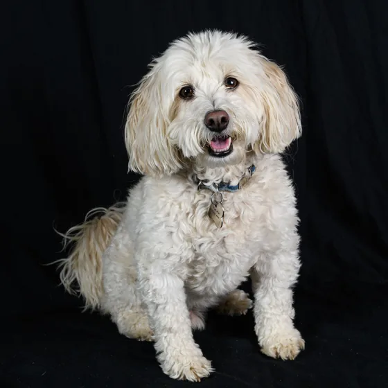 Fluffy white dog with a round teddy-bear face