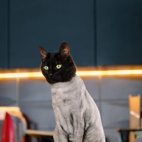 Black cat with a short lion cut sitting upright