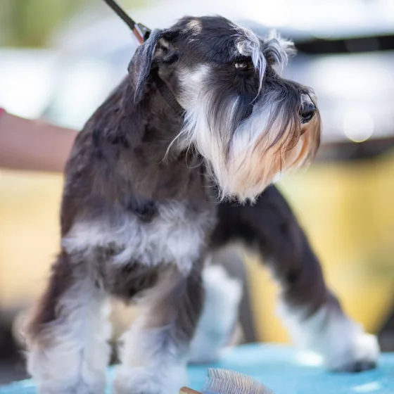 Miniature schnauzer with a neat beard trim standing on a grooming table