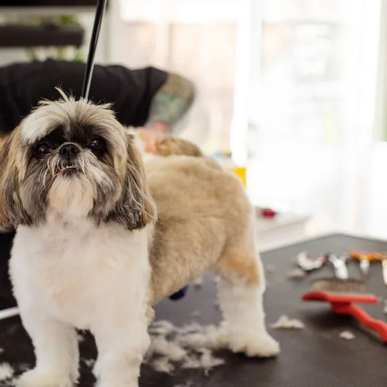 Shih tzu standing on a grooming table after a fresh trim