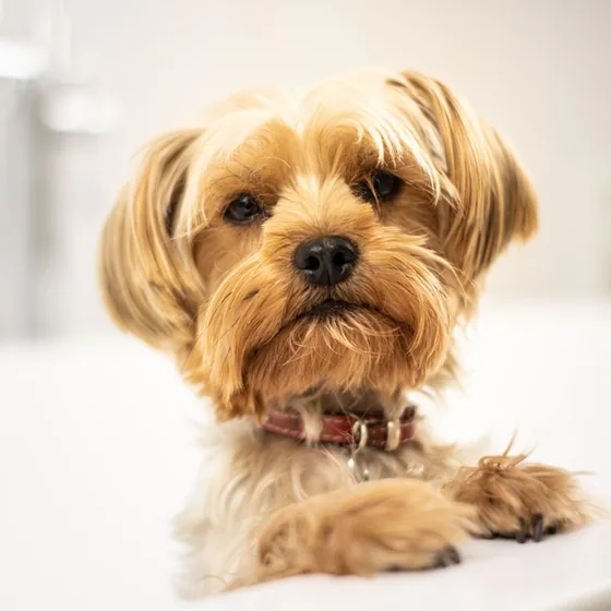 Freshly brushed Yorkshire terrier resting its paws on the edge of a white tub