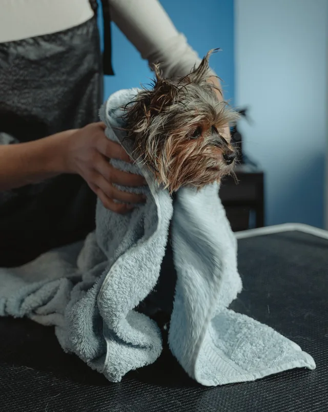 A small Yorkshire terrier wrapped in a soft towel after its bath